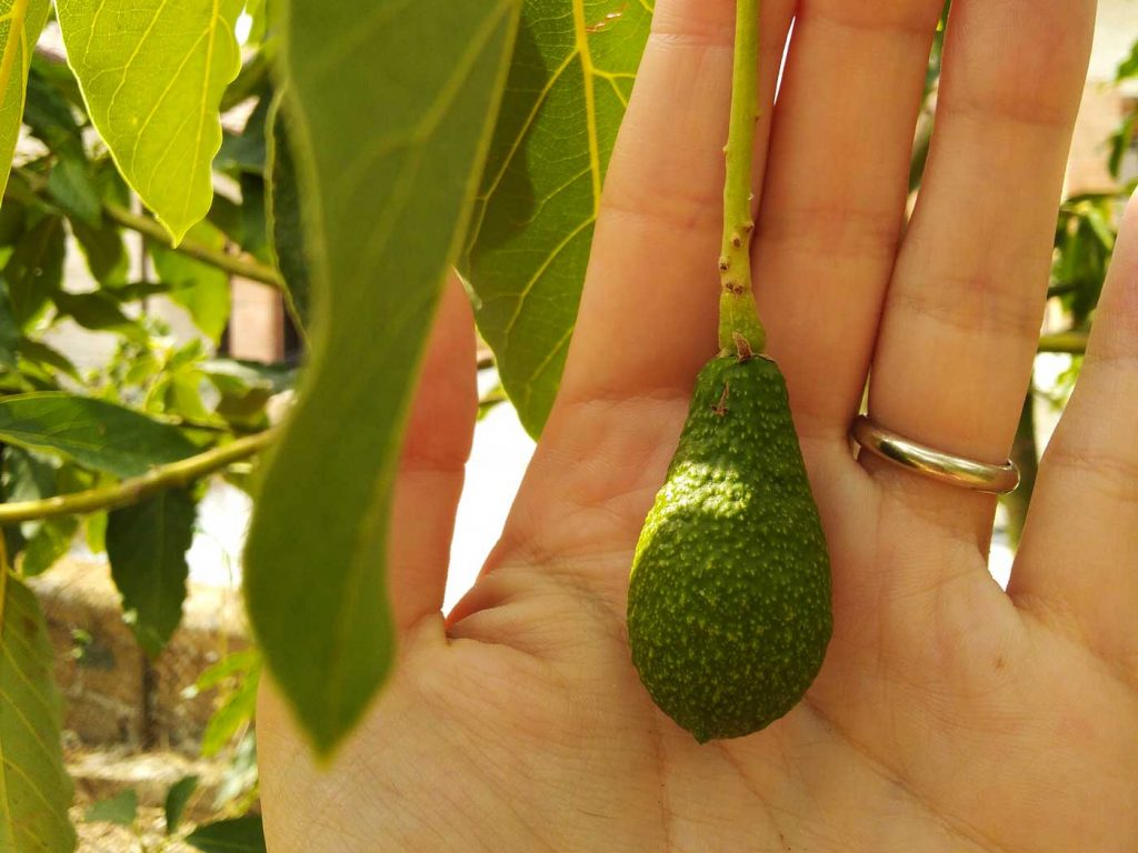 quando fa il frutto la pianta di avocado