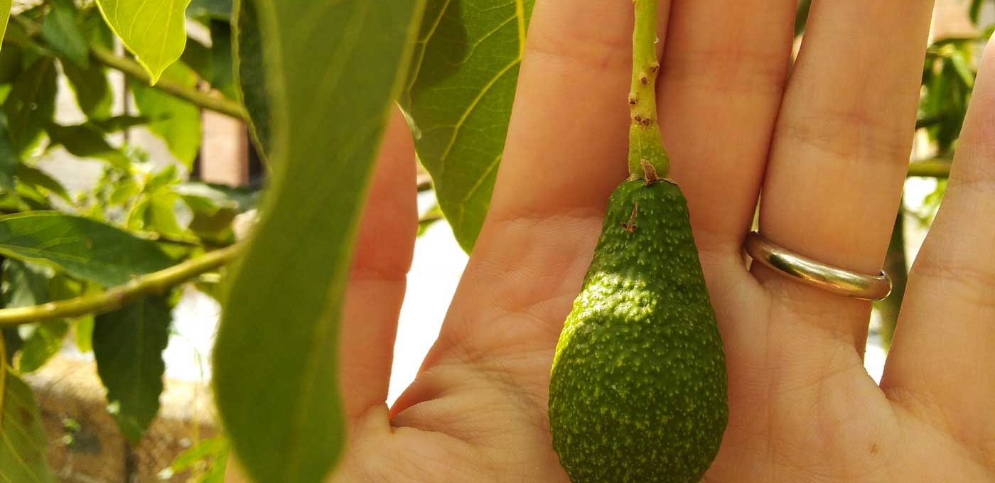 quando fa il frutto la pianta di avocado